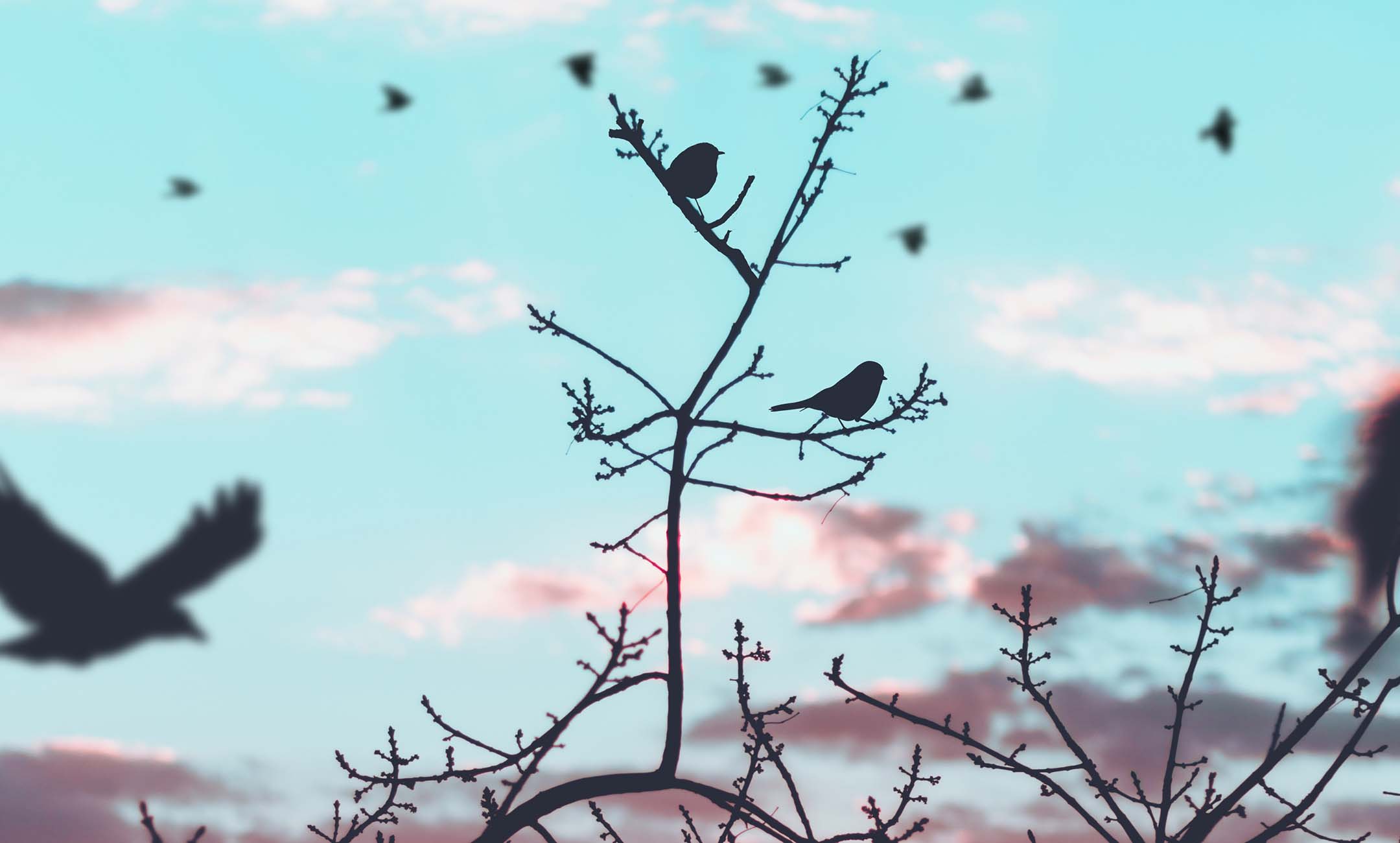 Silhouetted birds perched on a tree branch.