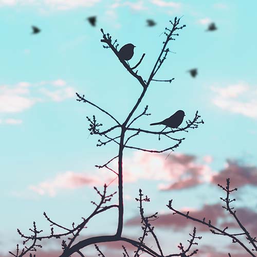 Silhouetted birds perched on a tree branch.