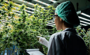 Cannabis worker inspecting plant