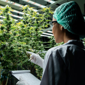 Worker inspecting cannabis plant